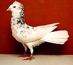 Высоколетные голуби