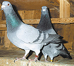 Голубь символ мира