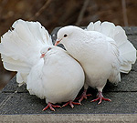 Голуби на трапезном столе